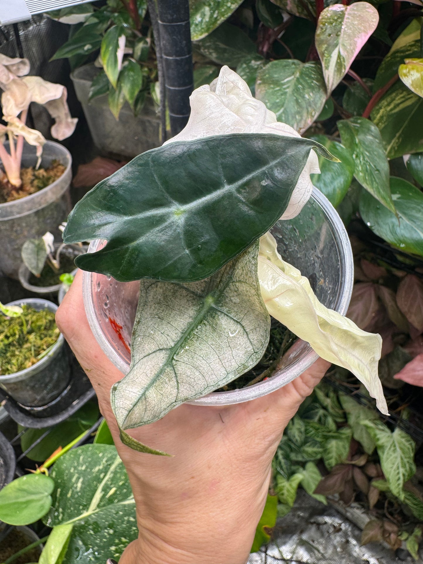 Variegated Pink Mint Amazonica “Polly” Alocasia *EXACT PLANT* corming size