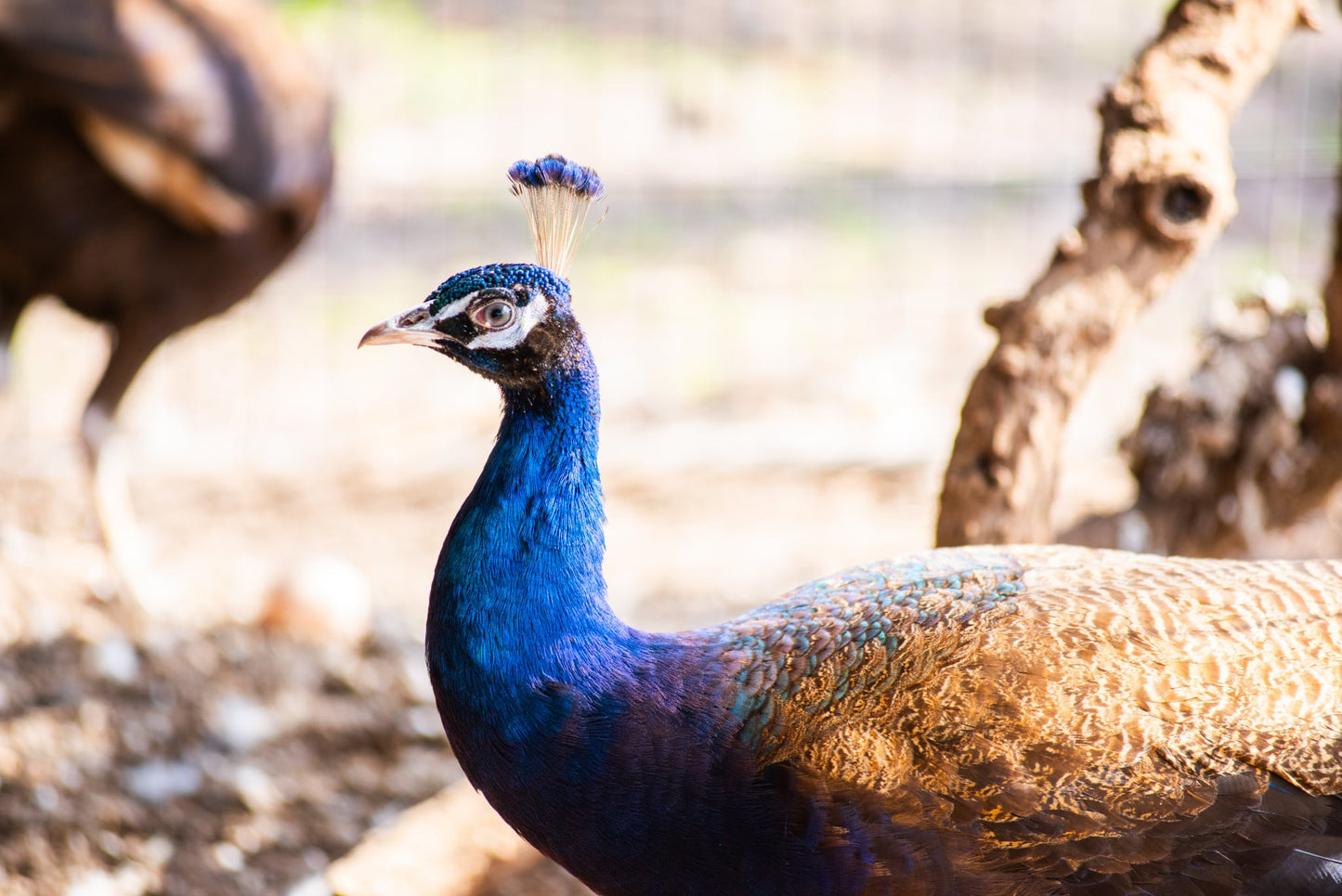 PURPLE Peafowl Hatching Eggs