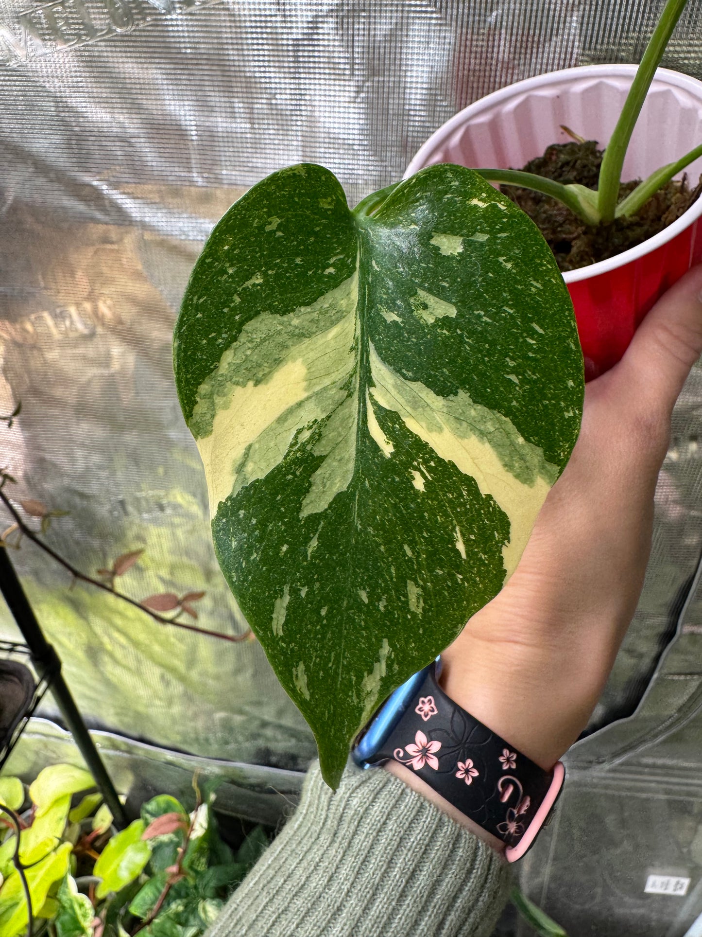 *Grower’s Choice* Monstera deliciosa "Thai Constellation”