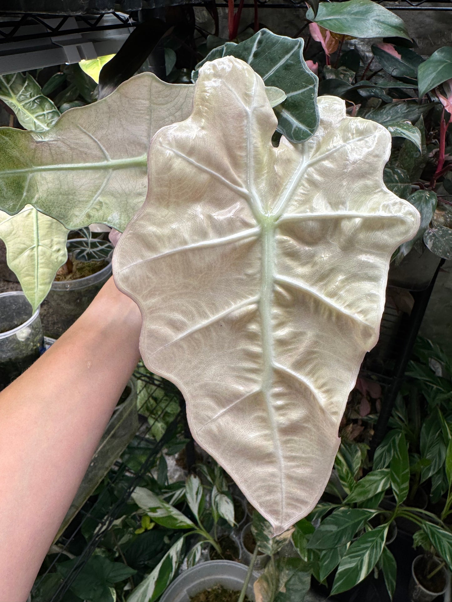 Variegated Pink Mint Amazonica “Polly” Alocasia *EXACT PLANT* corming size