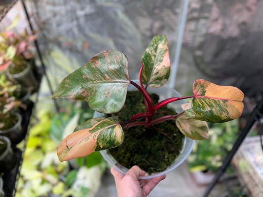 *EXACT PLANT* Strawberry Shake Philodendron