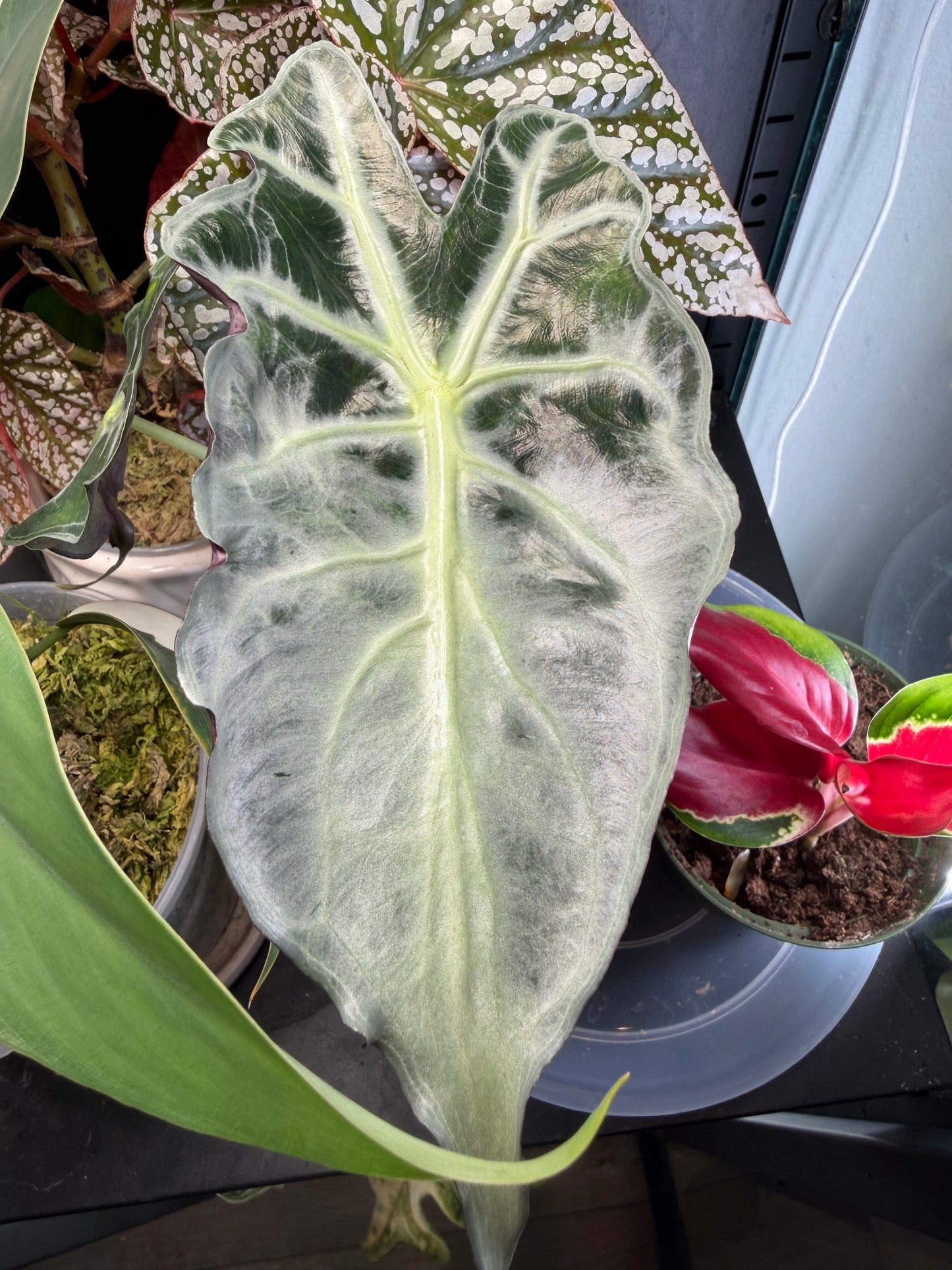 Alocasia Venom