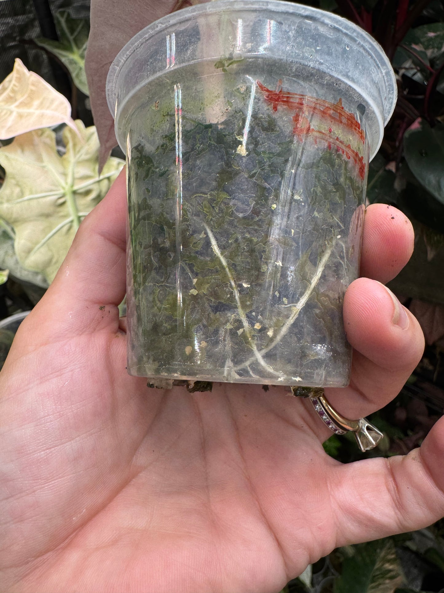 Variegated Pink Mint Amazonica “Polly” Alocasia *EXACT PLANT* corming size