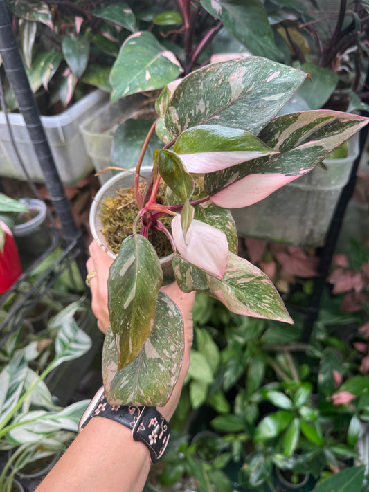 Pink Princess Philodendron MARBLED *EXACT PLANT*