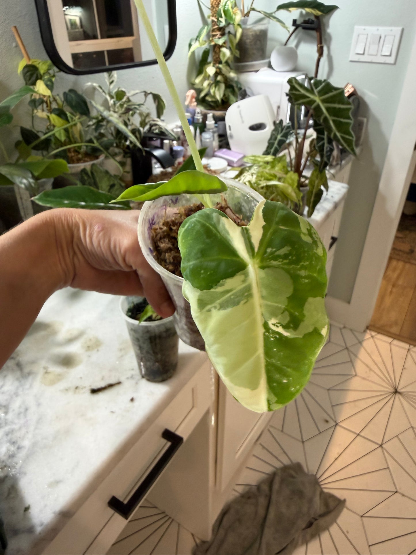 *EXACT PLANT* Variegated Frydek