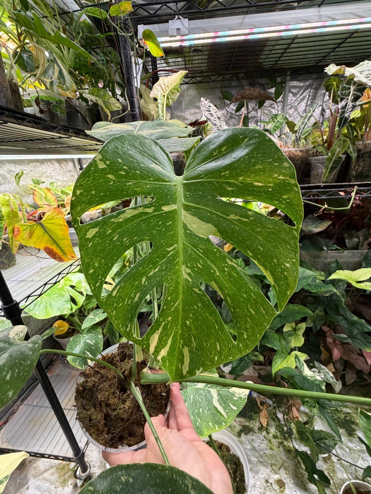 *EXACT PLANT* Monstera deliciosa "Thai Constellation”