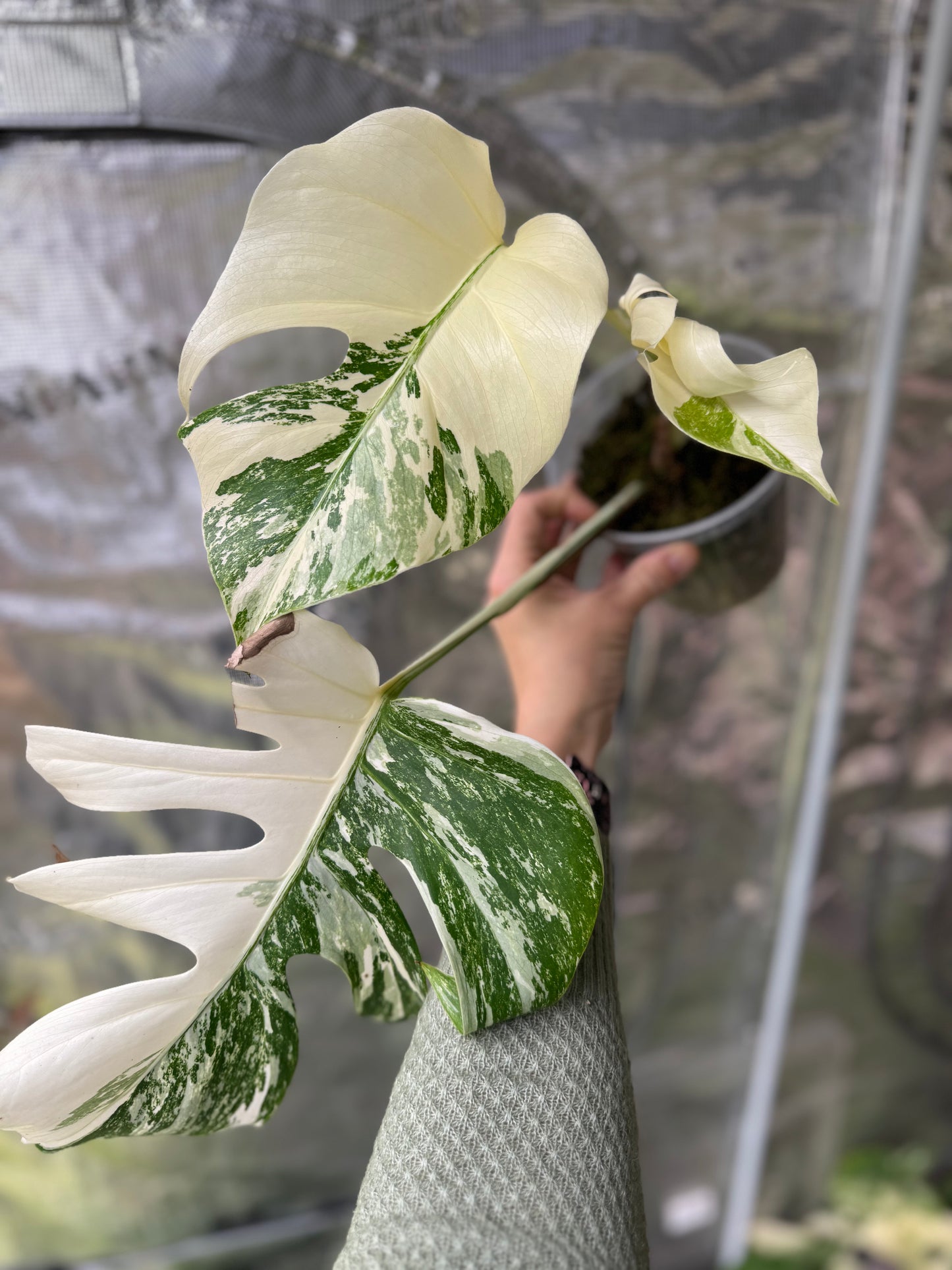 *EXACT PLANT* Monstera deliciosa "Albo”