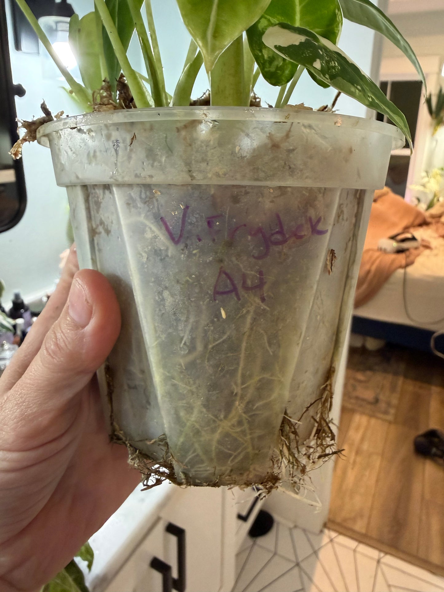 *EXACT PLANT* Variegated Frydek Alocasia Corming size