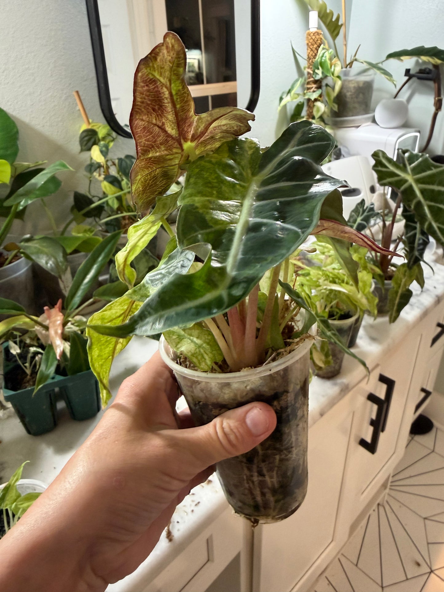 *EXACT PLANT* Amazonica “Polly” Aurea Variegated Alocasia Corming size