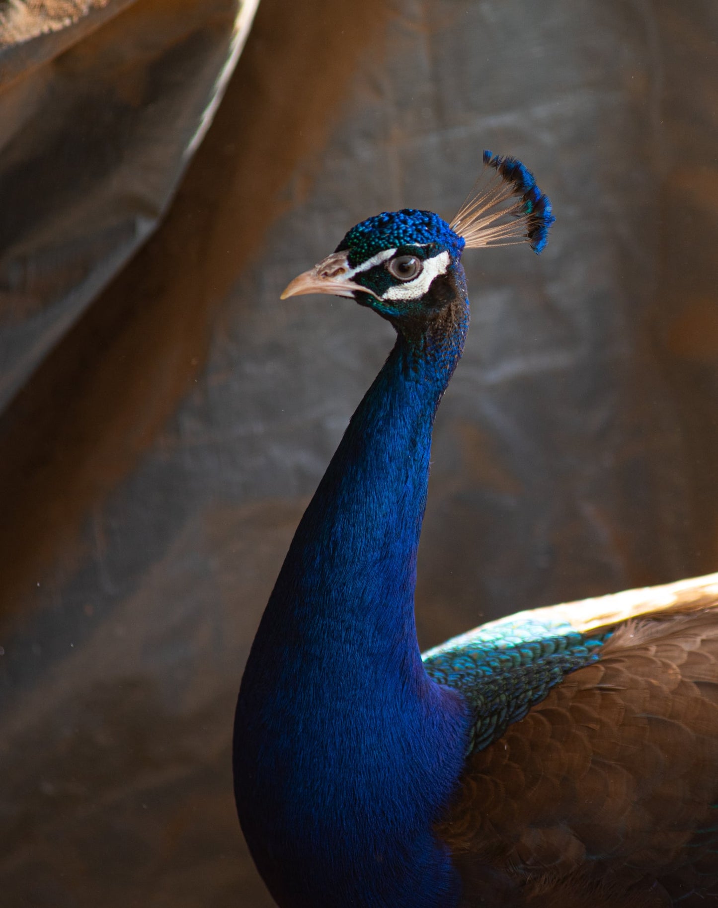 PURPLE Peafowl Hatching Eggs