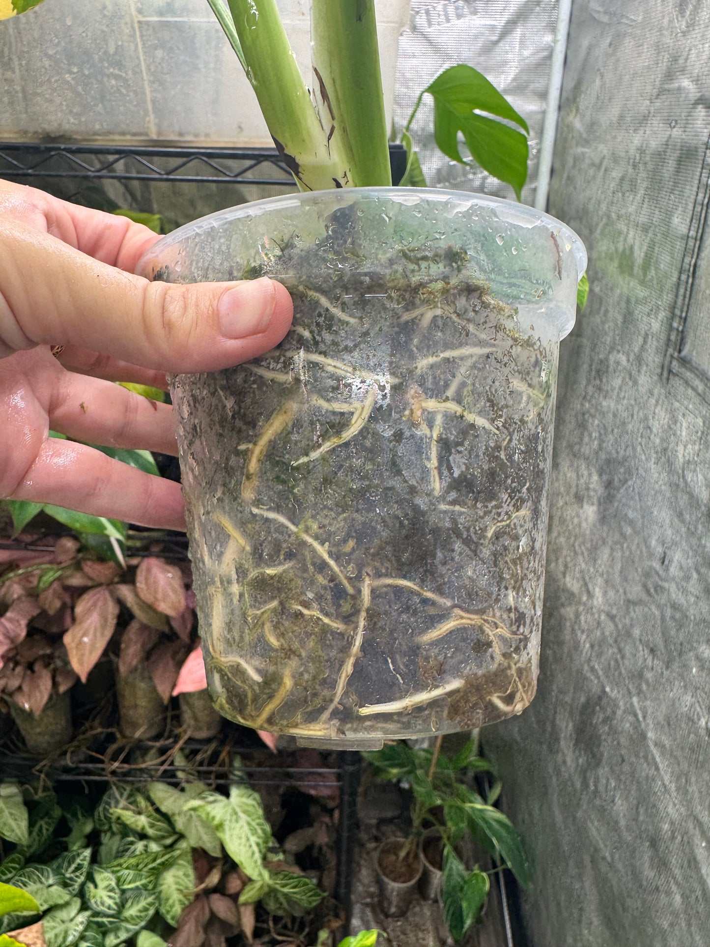 *EXACT PLANT* Monstera deliciosa Aurea variegated
