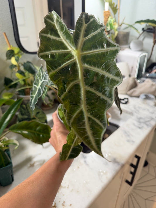 *EXACT PLANT* Amazonica “Polly” Aurea Variegated Alocasia Corming size