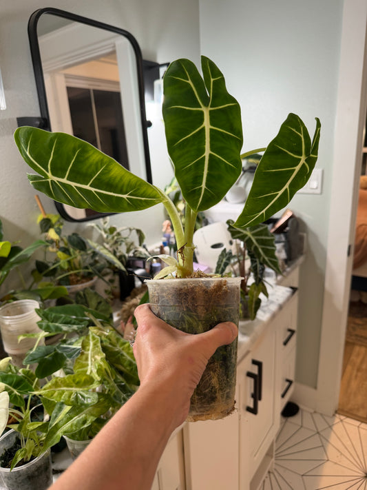 *EXACT PLANT* Frydek Alocasia Corming size
