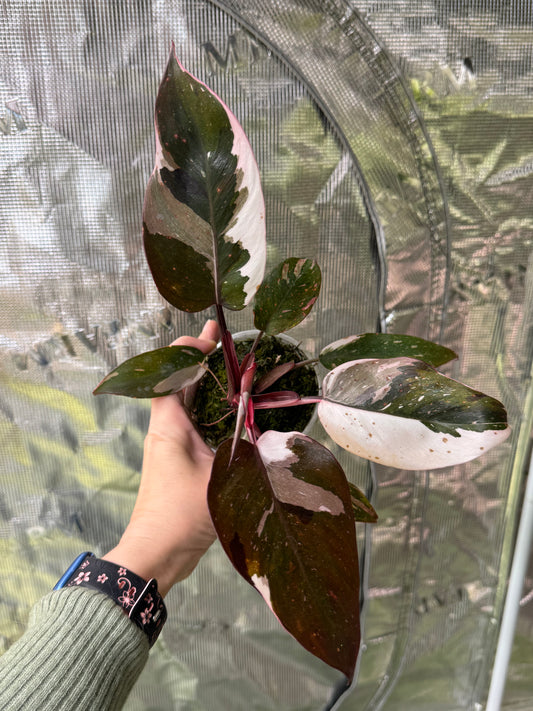 *EXACT PLANT* Red Anderson philodendron