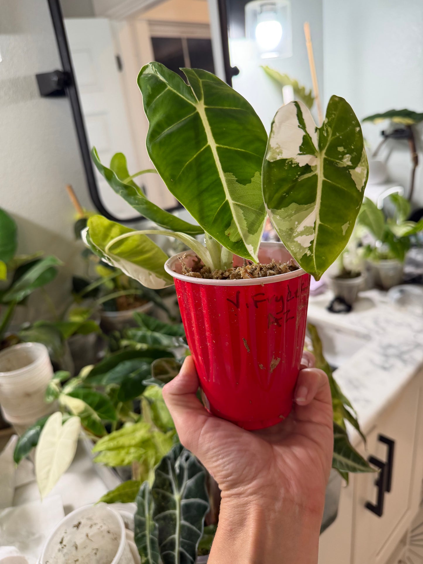 *EXACT PLANT* Variegated Frydek Alocasia Corming size