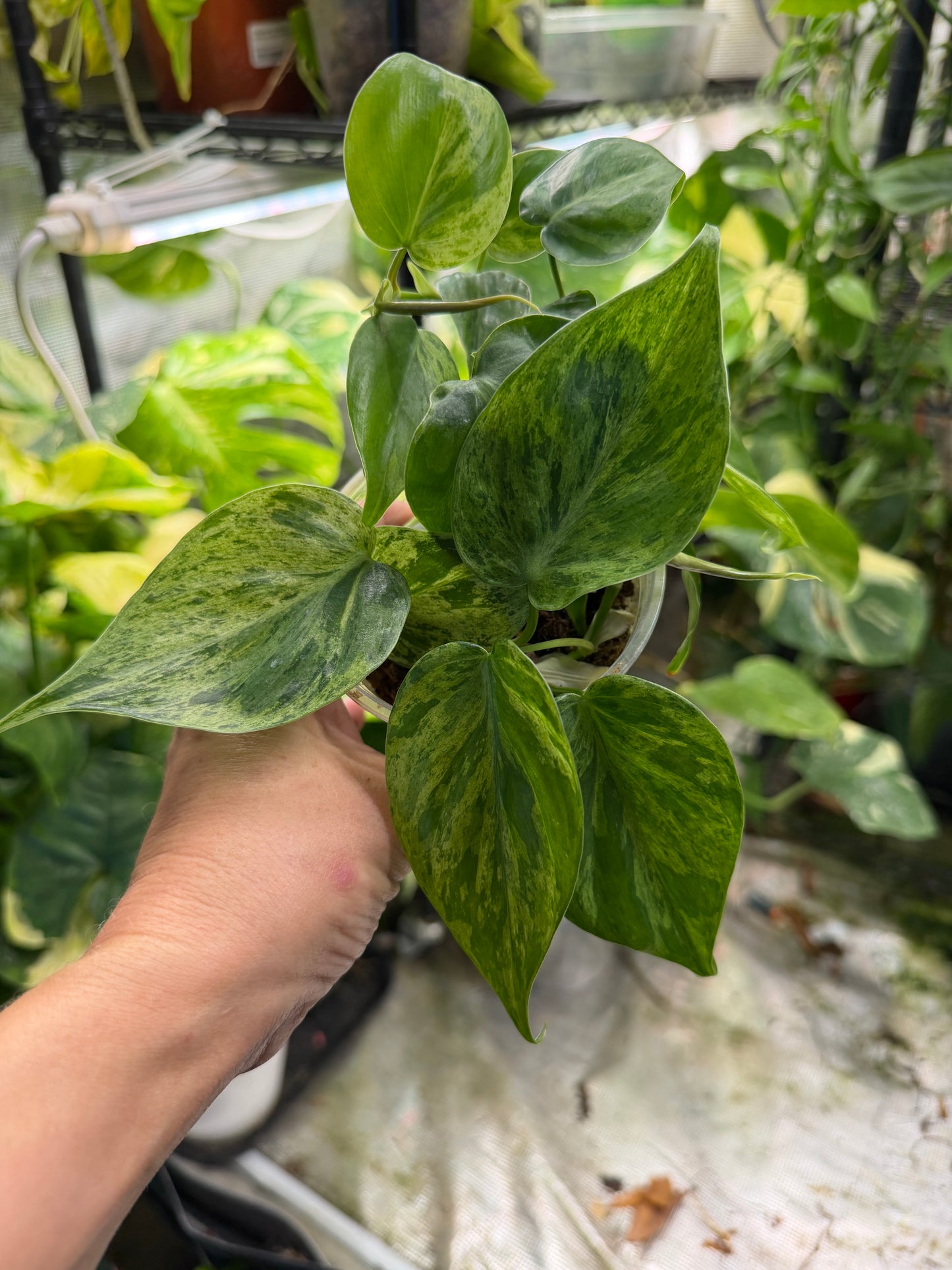 Philodendron hederaceum (Heartleaf Philodendron) – Fully Rooted Live Plant