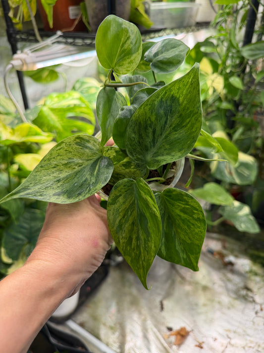 Philodendron hederaceum (Heartleaf Philodendron) – Fully Rooted Live Plant