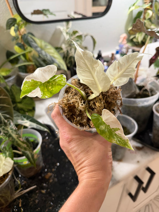 Alocasia Odora albo variegated Stunning *EXACT PLANT*