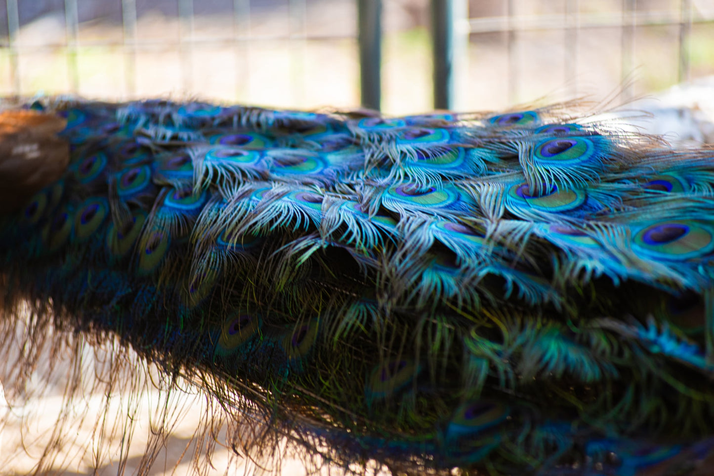PURPLE Peafowl Hatching Eggs