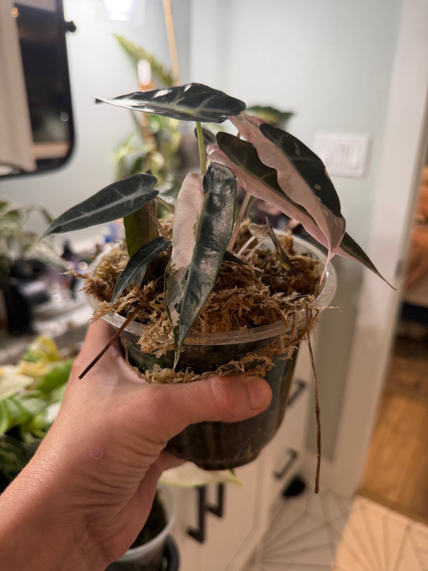 *EXACT PLANT* Variegated Pink Bambino Alocasia Corming size