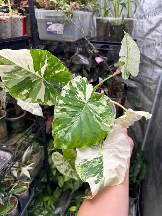 Alocasia Macrorrhiza variegata- Stunning Variegated Elephant Ear *EXACT PLANT*