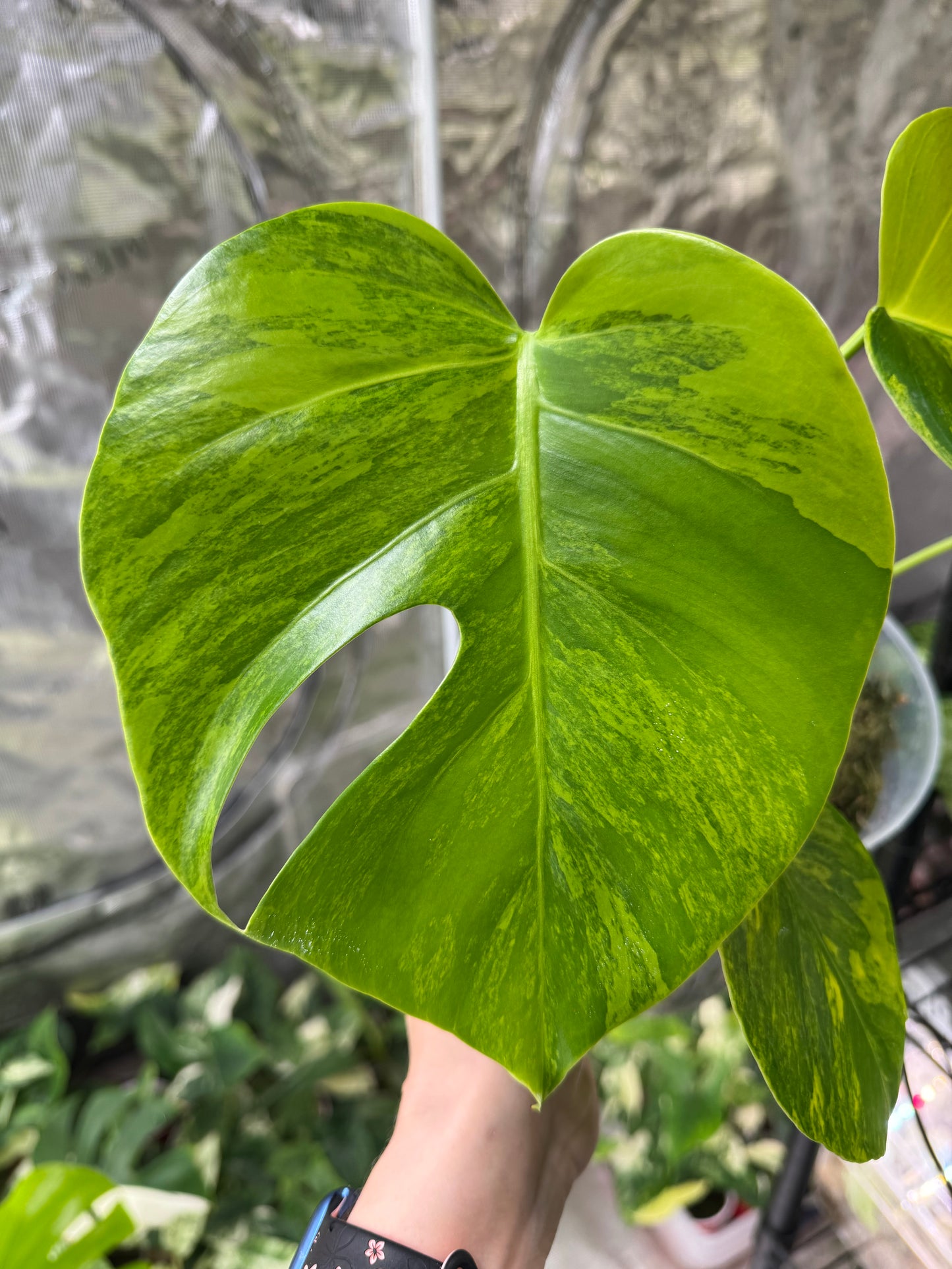 *EXACT PLANT* Monstera deliciosa "Aurea”