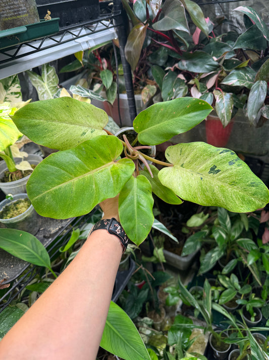 *EXACT PLANT* Philodendron Snowdrift Variegated