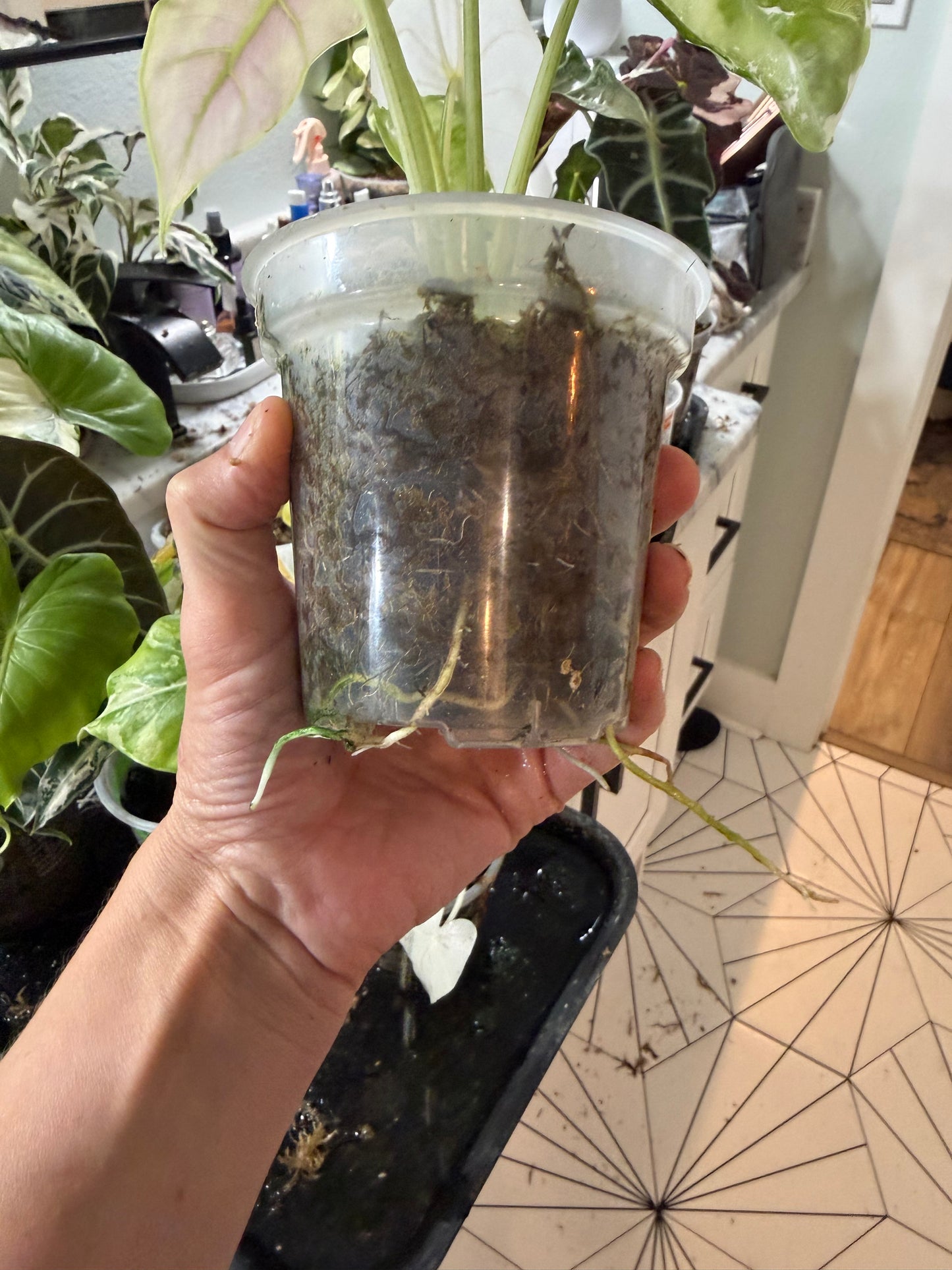 *EXACT PLANT* Albo Longiloba Alocasia “Pink Back” Corming size