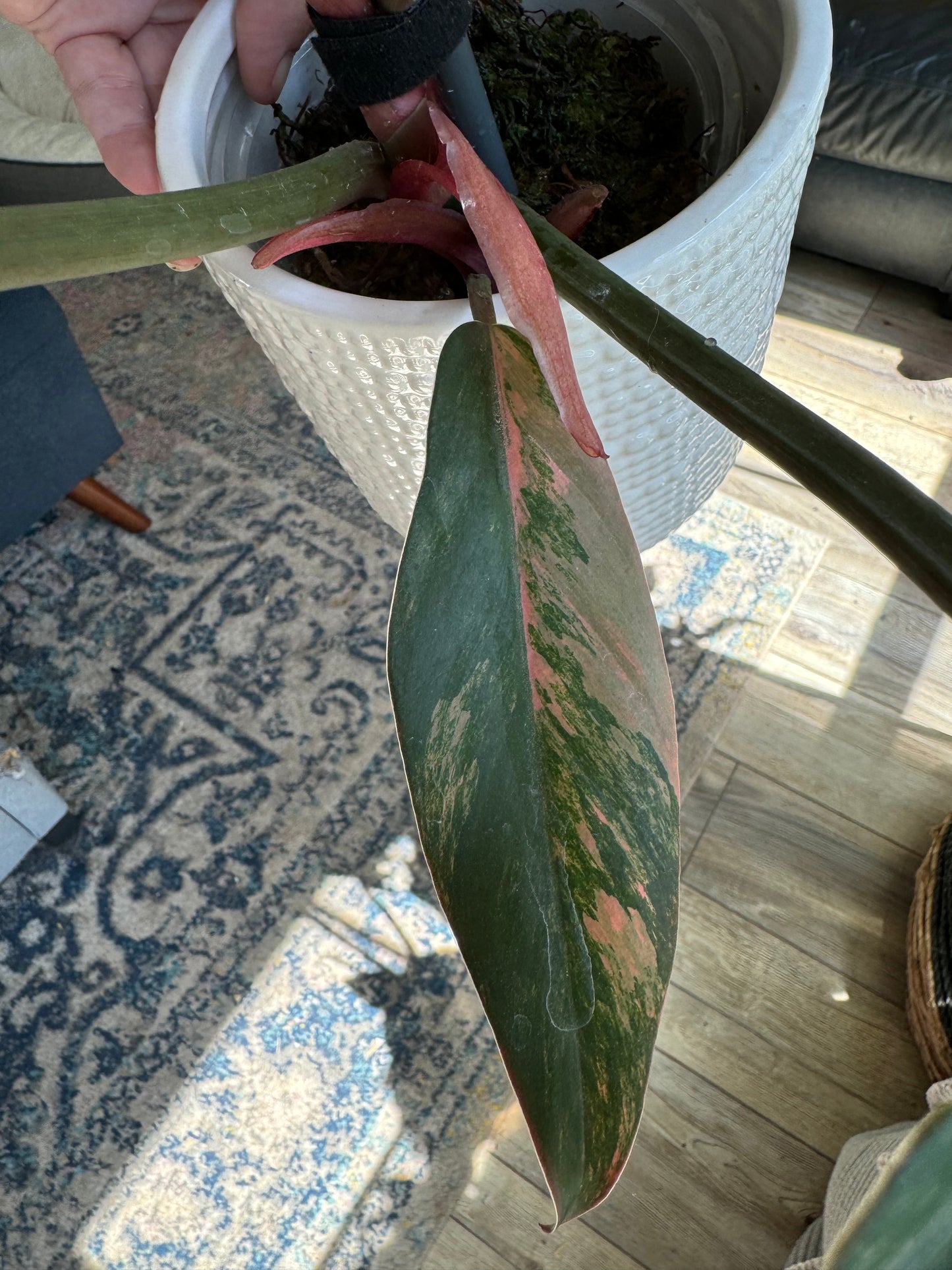 Caramel Marble Philodendron