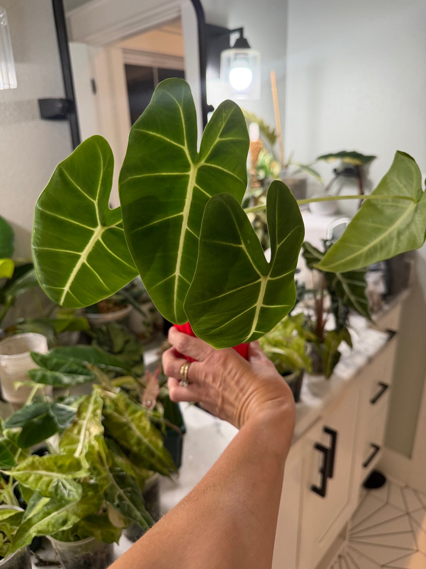 *EXACT PLANT* Frydek Alocasia Corming size