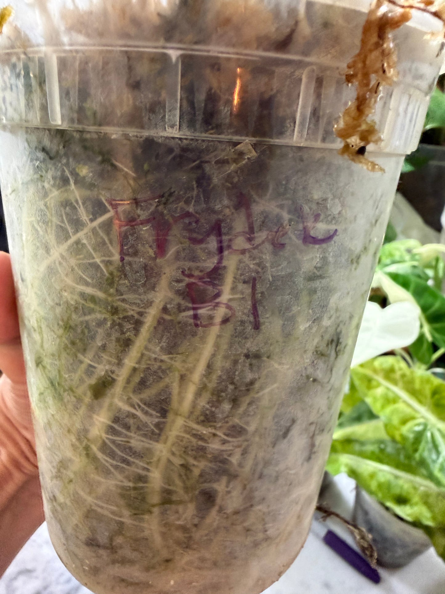 *EXACT PLANT* Frydek Alocasia Corming size