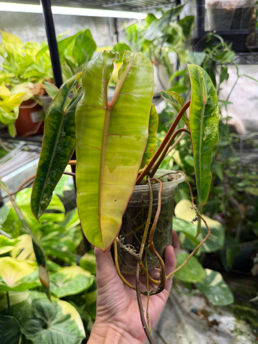 Exact plant* Philodendron Billietiae (Billie) Variegated