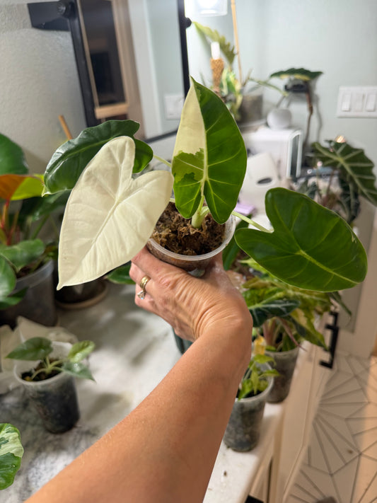 *EXACT PLANT* Variegated Frydek