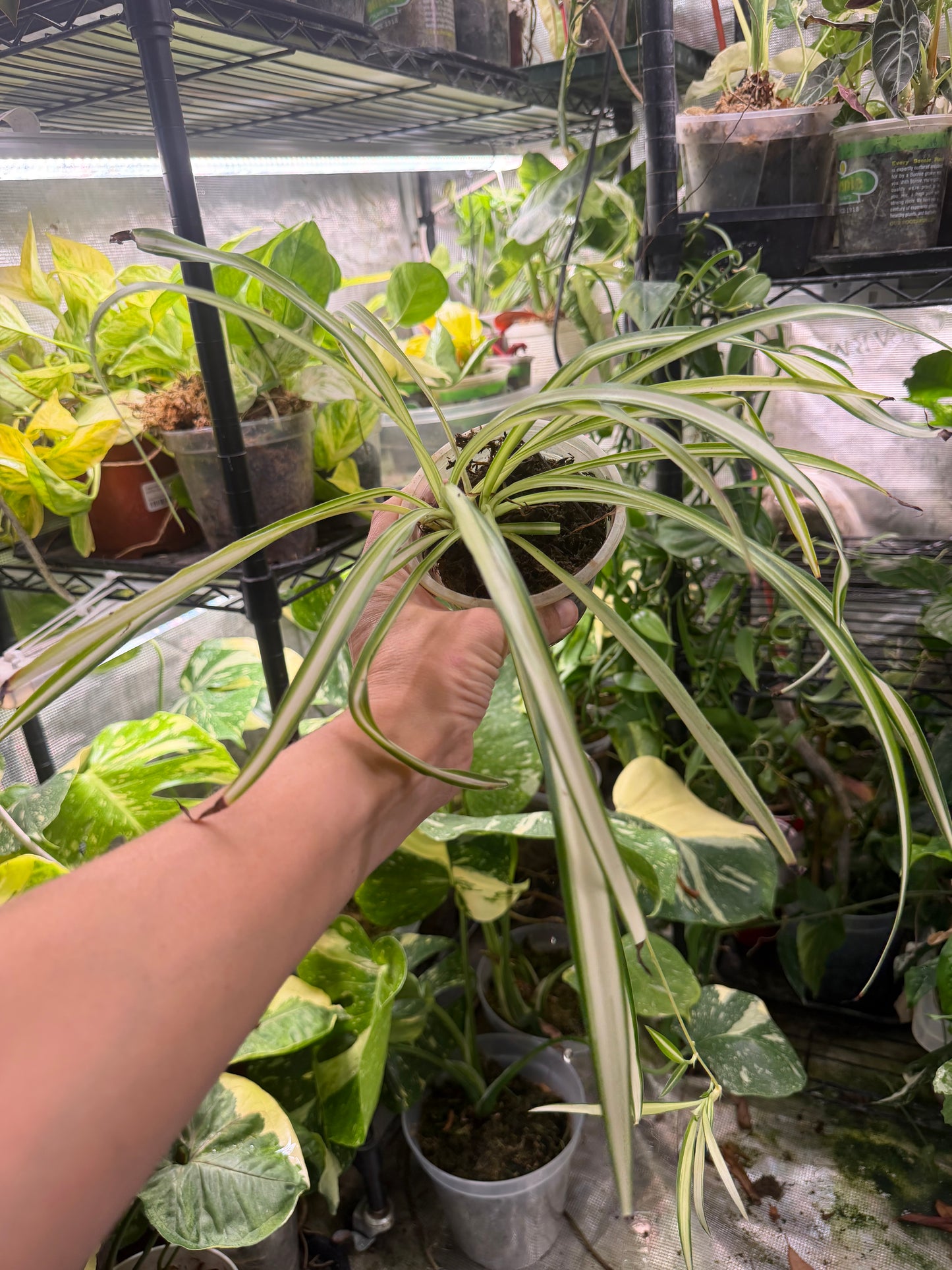 Fully rooted spider plant