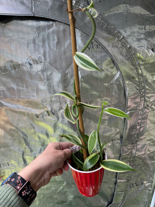 *EXACT PLANT* Vanilla planfolia Variegated