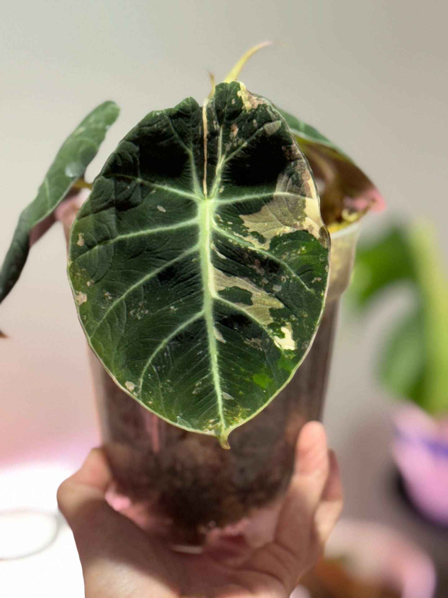 Variegated Pink Black Velvet Alocasia