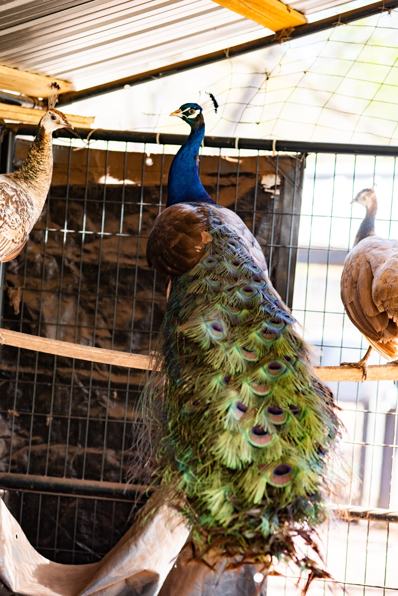 PURPLE Peafowl Hatching Eggs