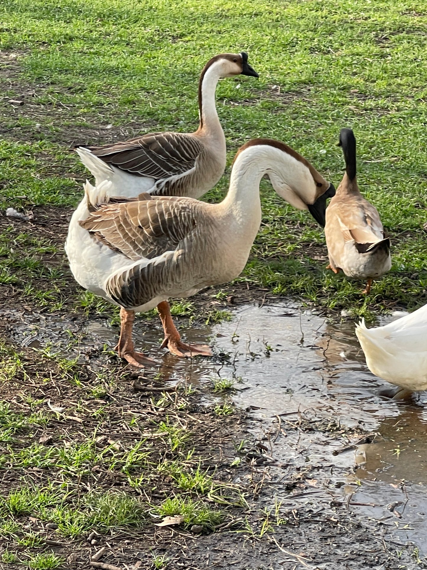 African Goose Hatching Eggs NPIP AI Breeder Quality