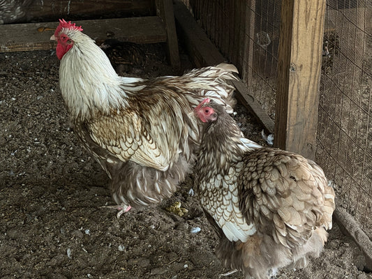 Chocolate laced English Orpington Hatching Eggs NPIP AI clean