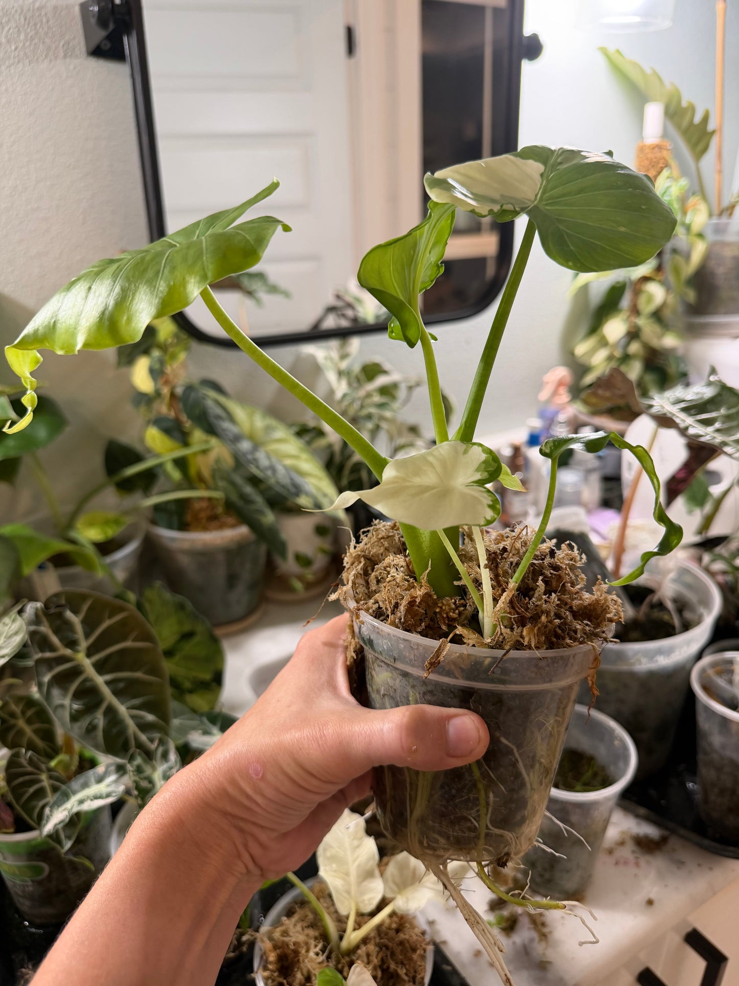 Alocasia Odora albo variegated Stunning *EXACT PLANT*