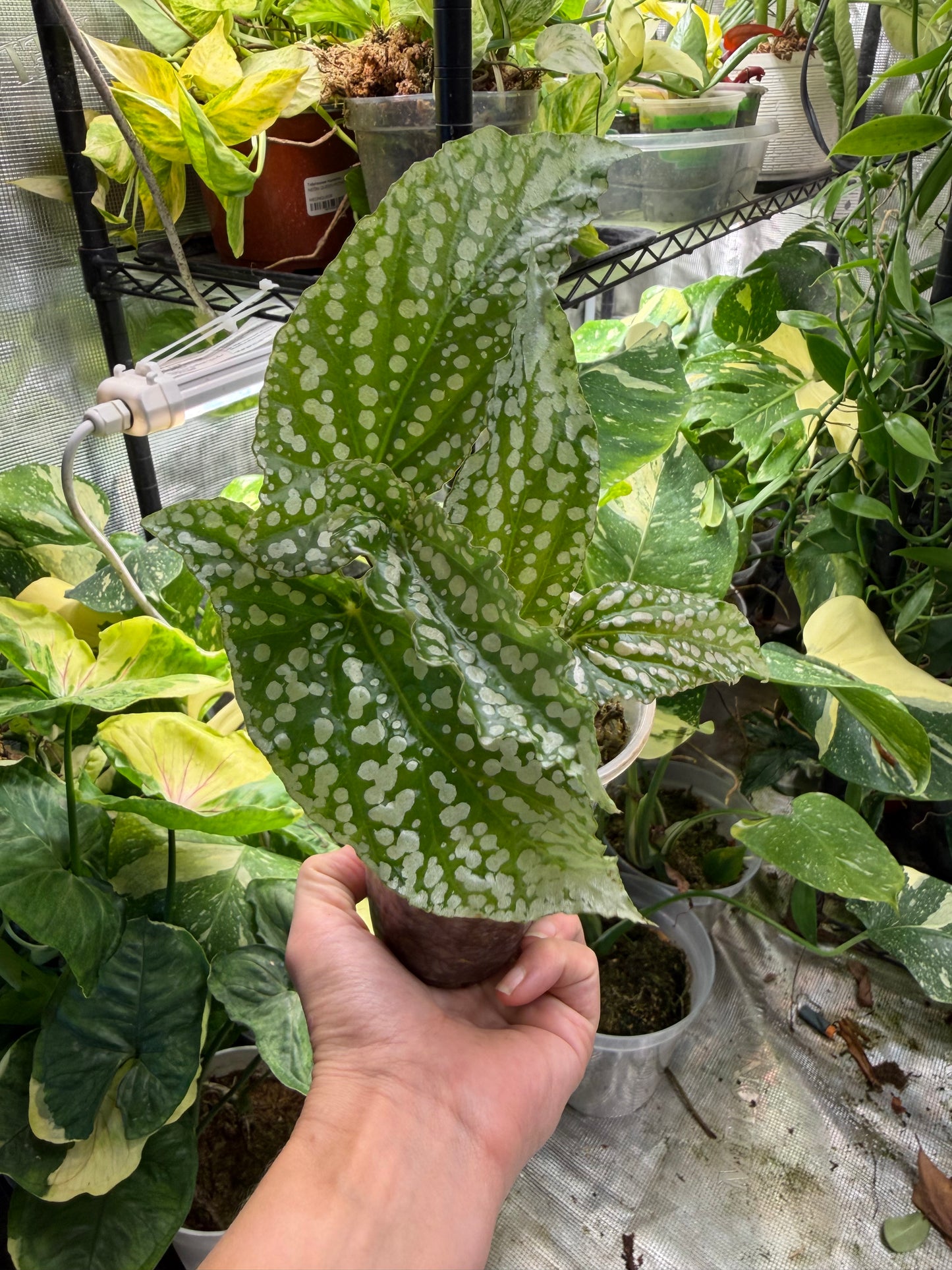 Begonia maculata “My Special Angel”