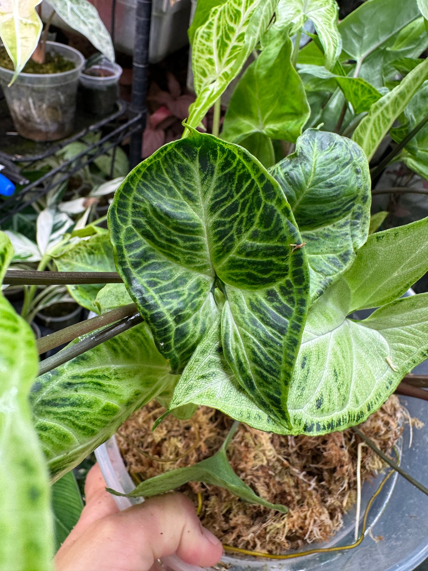 *Exact Plant* Syngonium Batik