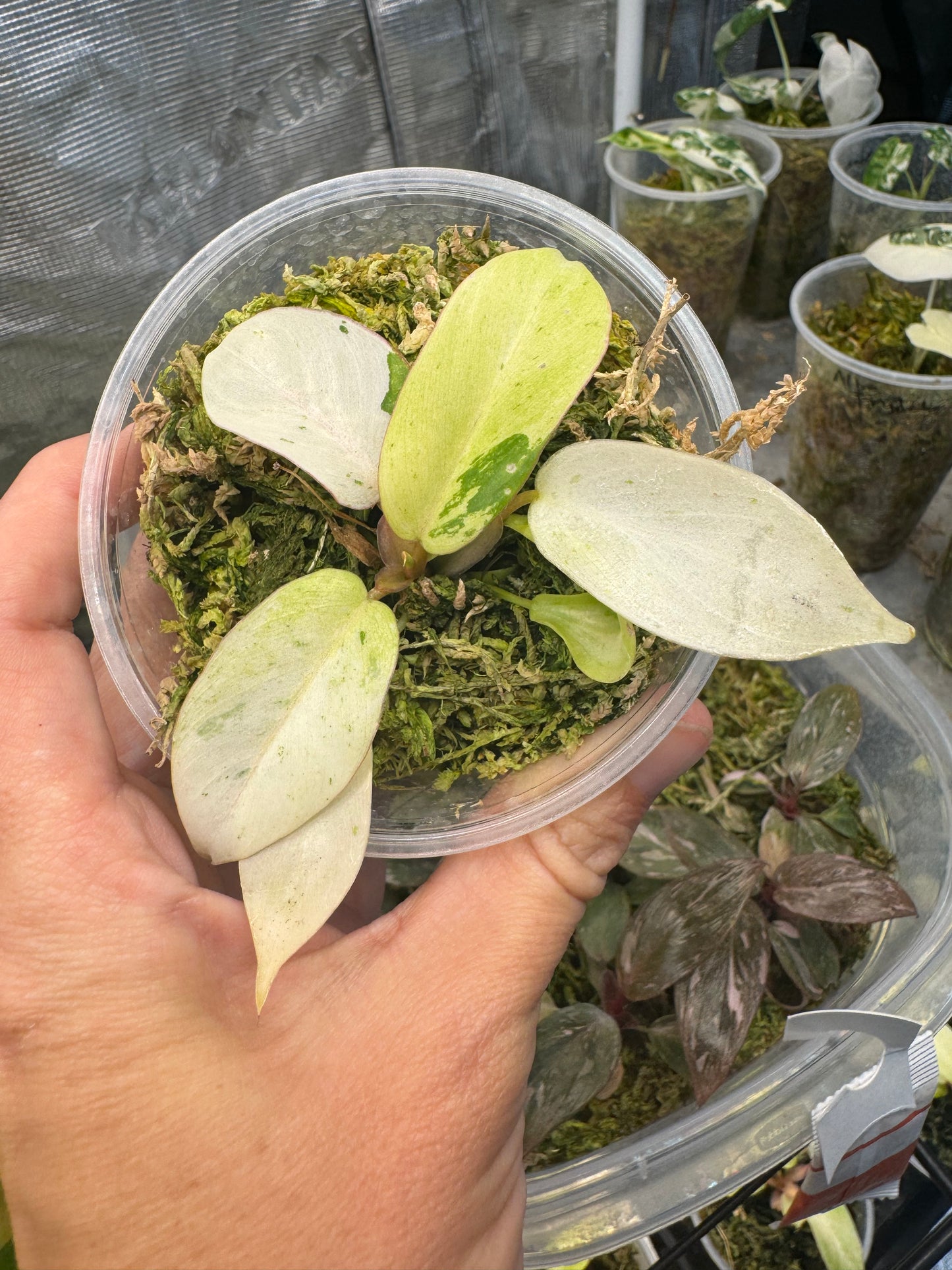 Philodendron Snowdrift Variegated