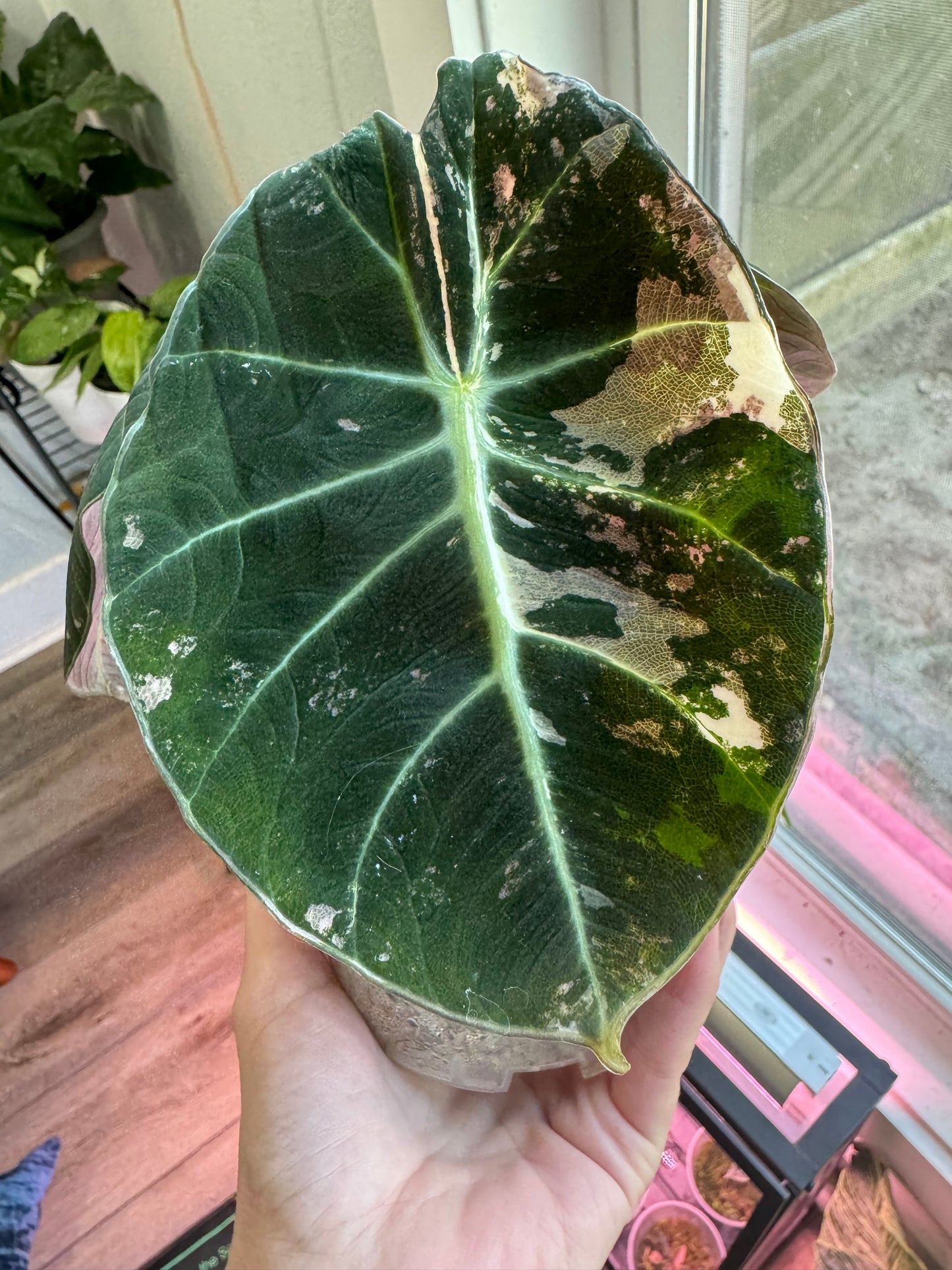 Variegated Pink Black Velvet Alocasia