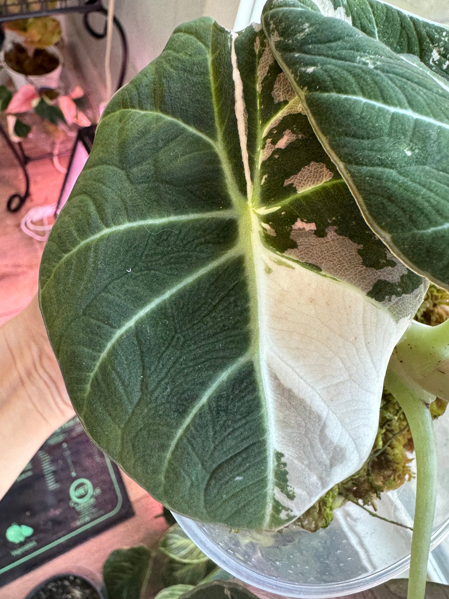 Variegated Pink Black Velvet Alocasia