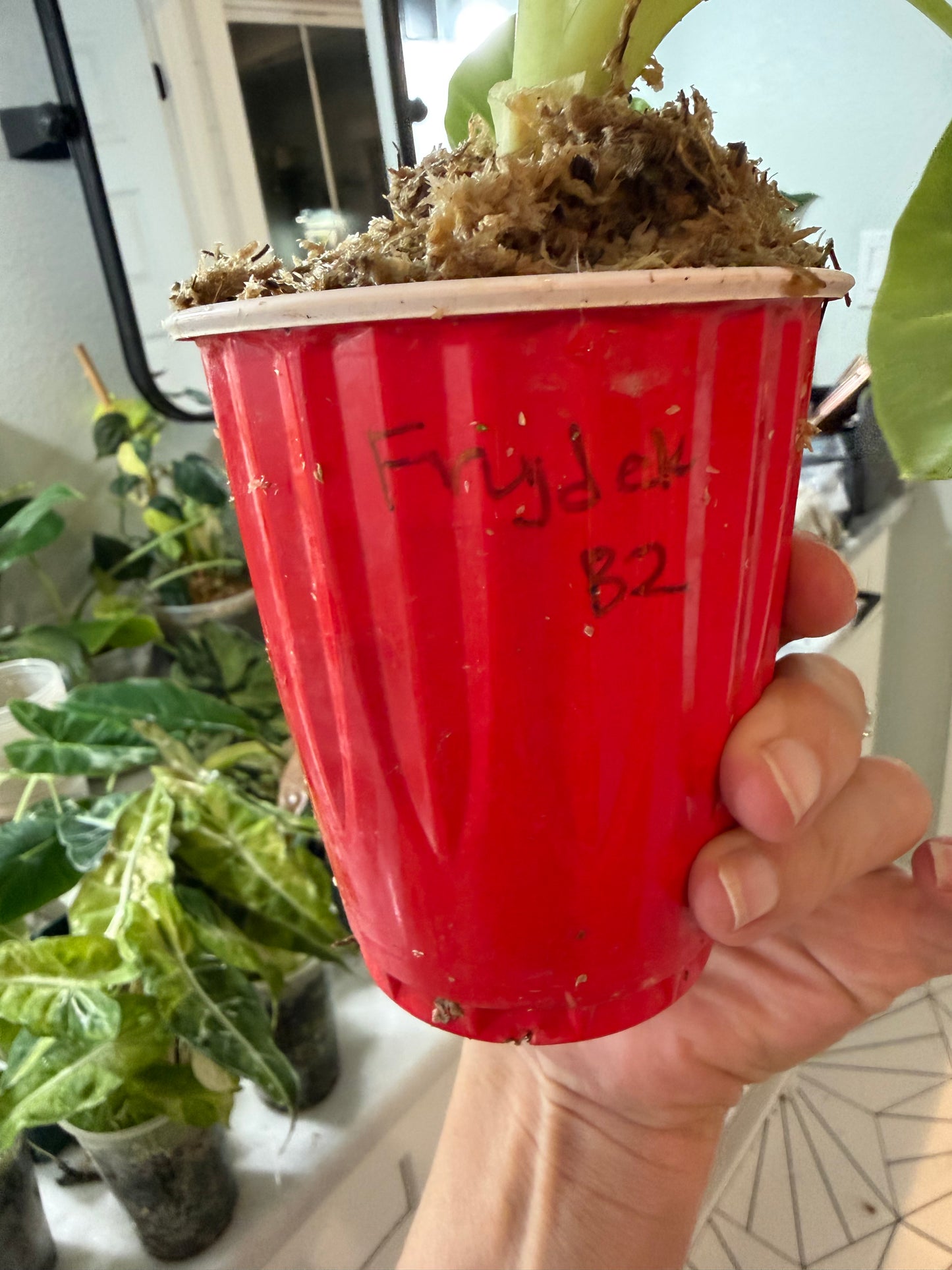 *EXACT PLANT* Frydek Alocasia Corming size