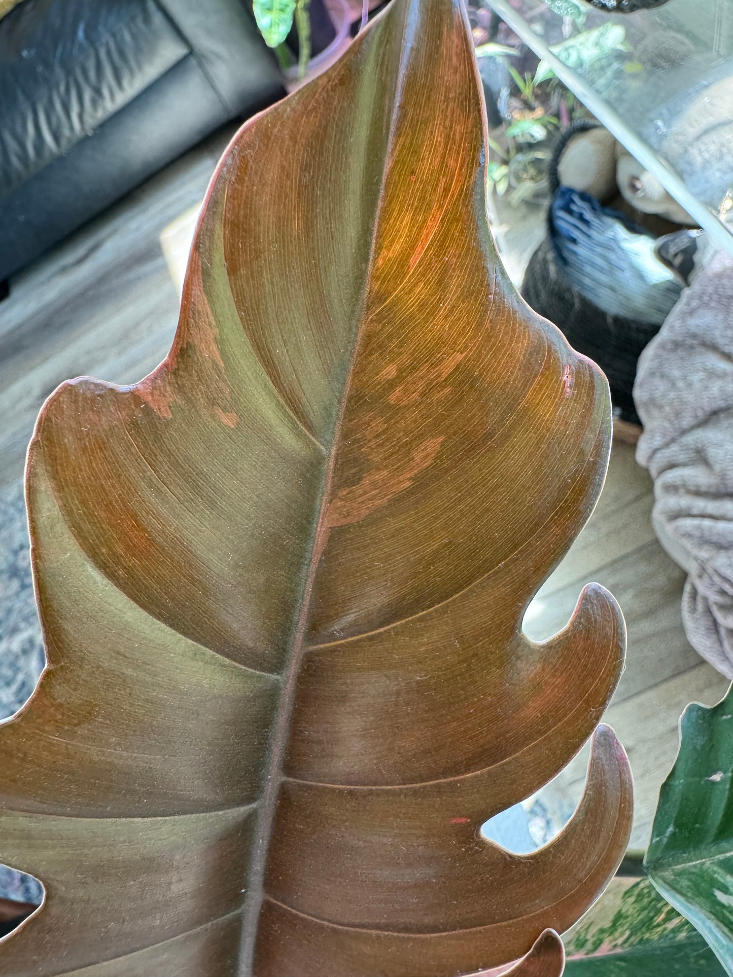 Caramel Marble Philodendron