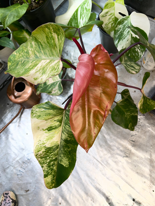 Highly Variegated Strawberry Shake Philodendron MATURE