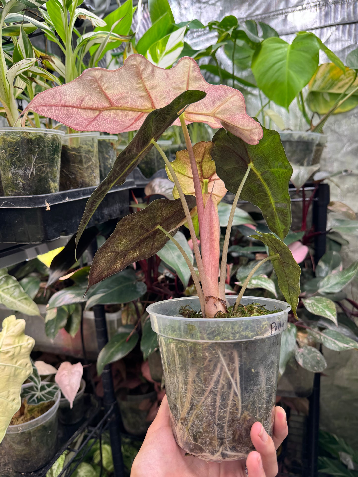 Variegated Pink Mint Amazonica “Polly” Alocasia *EXACT PLANT* corming size