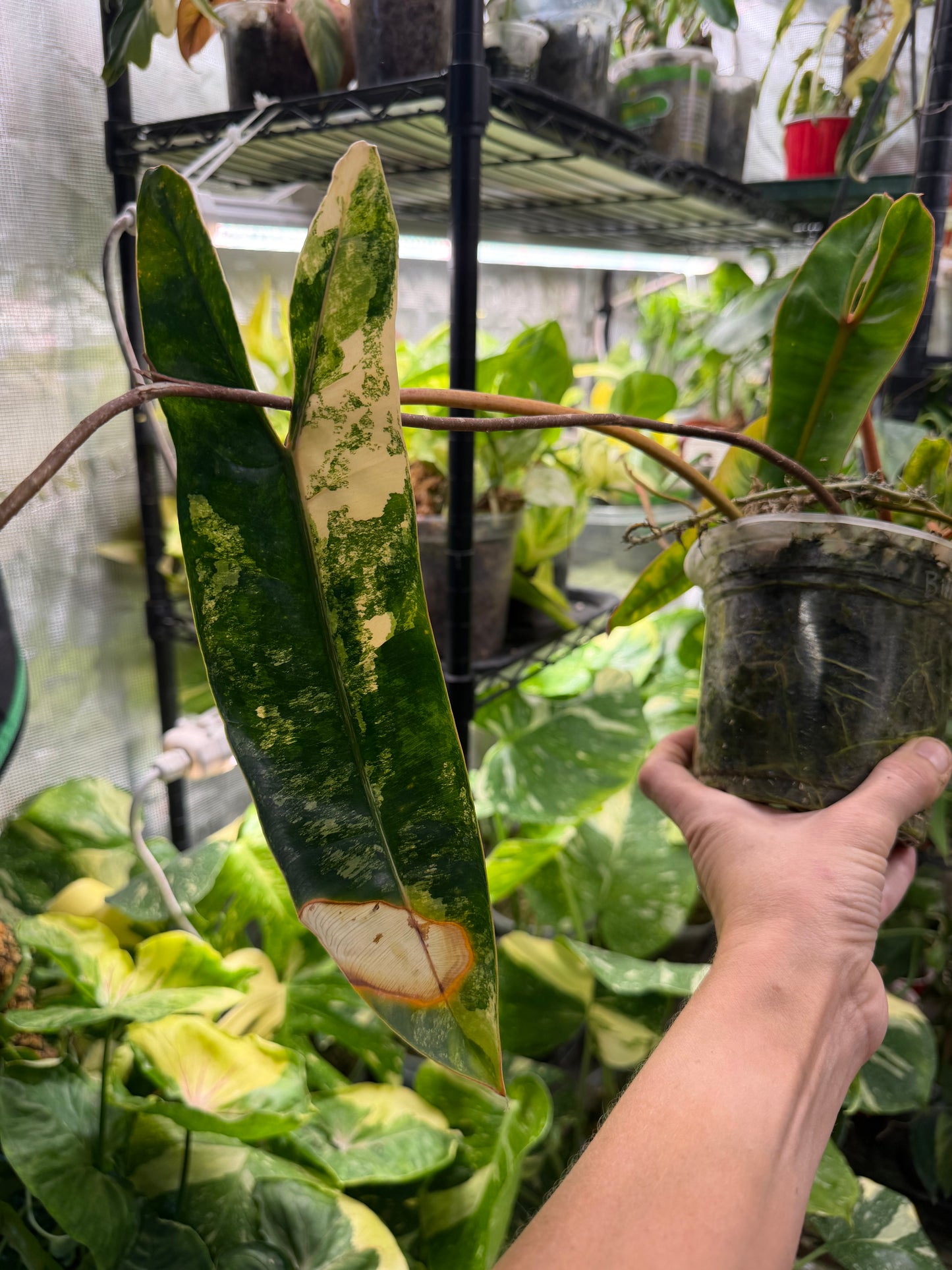 Exact plant* Philodendron Billietiae (Billie) Variegated